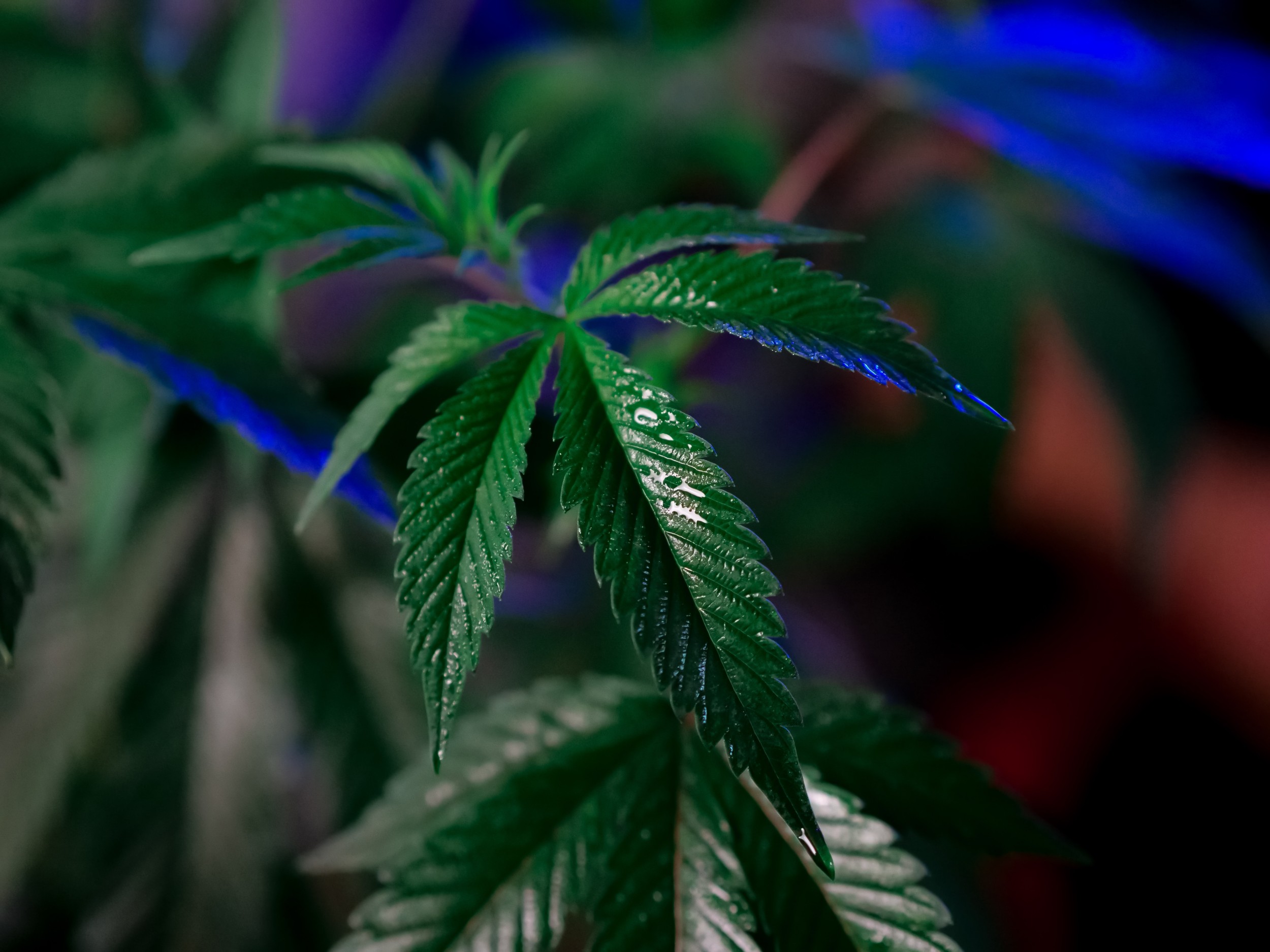 Addressing key concerns in cannabis production with air filtration